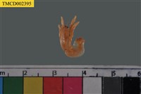 藏品(寄居蟹)的圖片